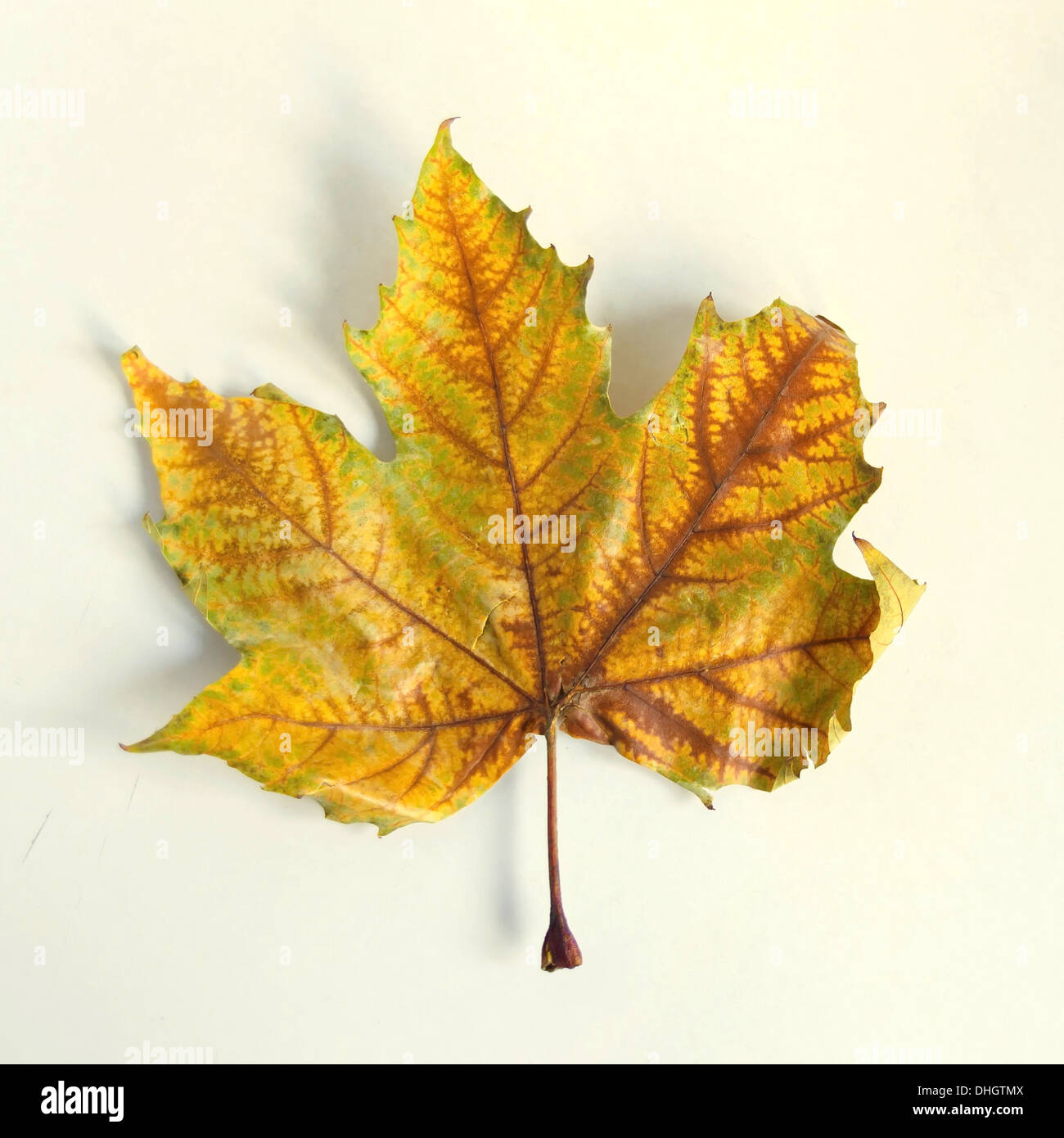 Red maple leaf in autumn on white background Stock Photo - Alamy