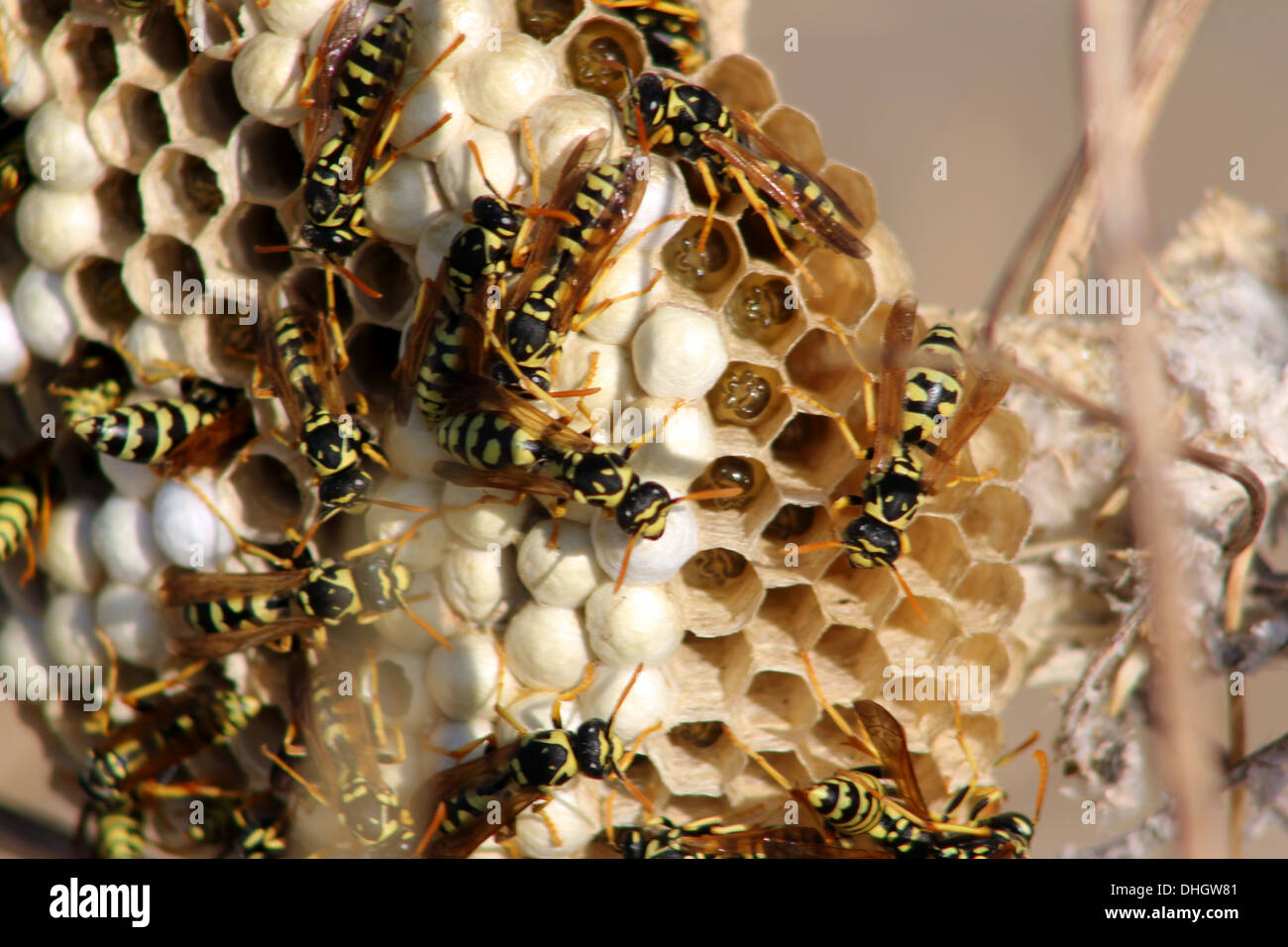 Wasp hive and larvas Stock Photo