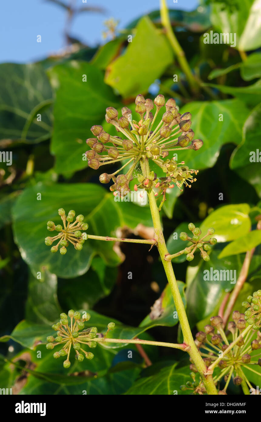 Ivy flower in full bloom a special source of pollen during late autumn