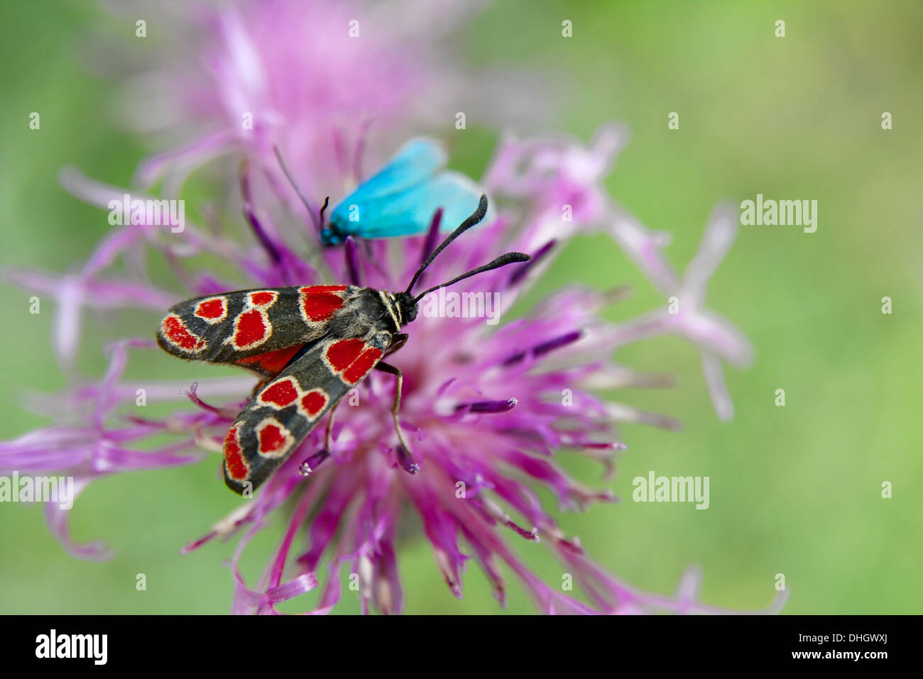 Butterfly nature hi-res stock photography and images - Alamy