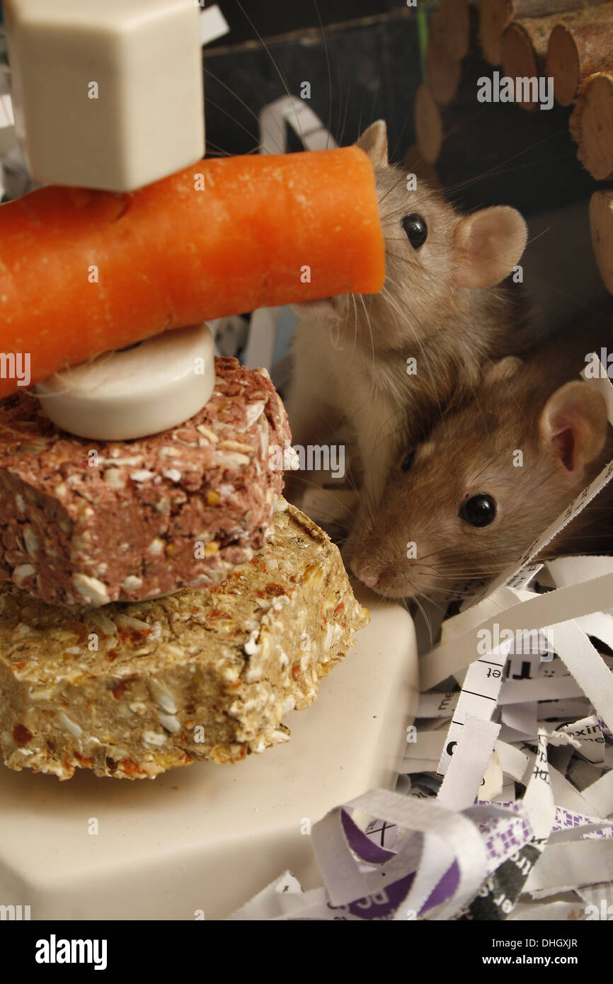 image of two, female rats about to eat food from small pet food stacker Rattus norvegicus Stock Photo