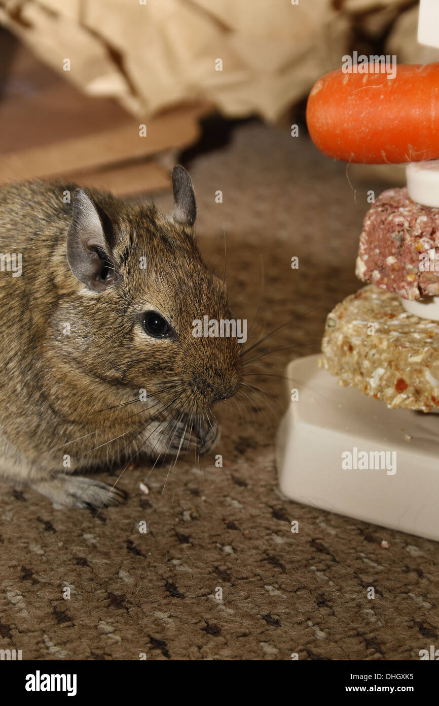 image of small pet food stacker designed for rodents Octodon degus Stock Photo