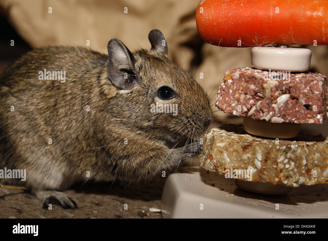 image of small pet food stacker designed for rodents Octodon degus Stock Photo