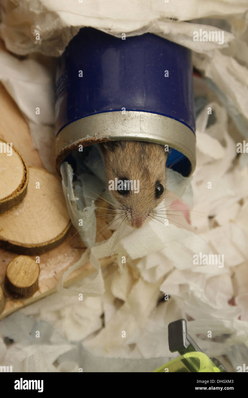 Chinese dwarf hamster peeking out from plastic tunnel Cricetus griseus Stock Photo