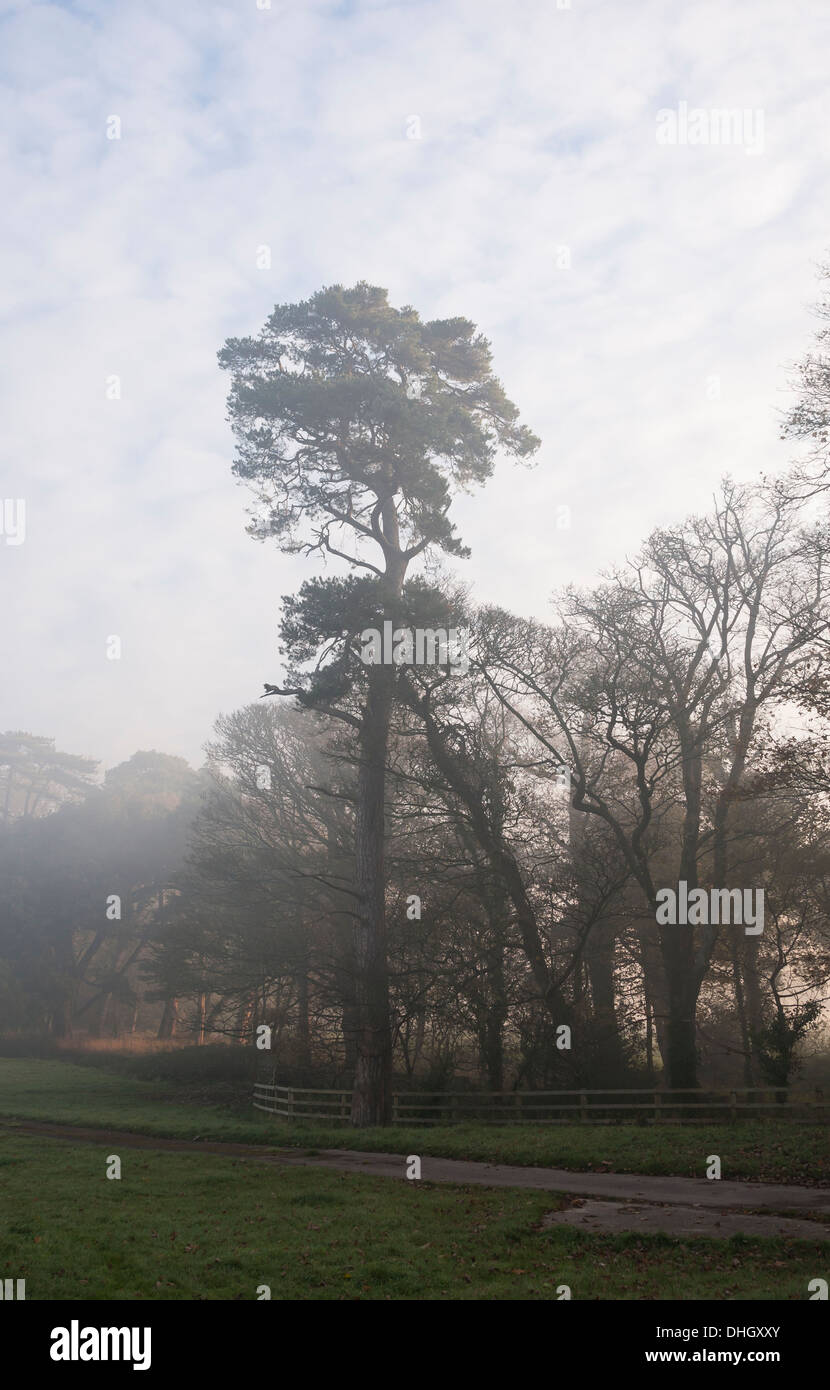 Morning Rural Scene Misty morning rural scene Stock Photo - Alamy