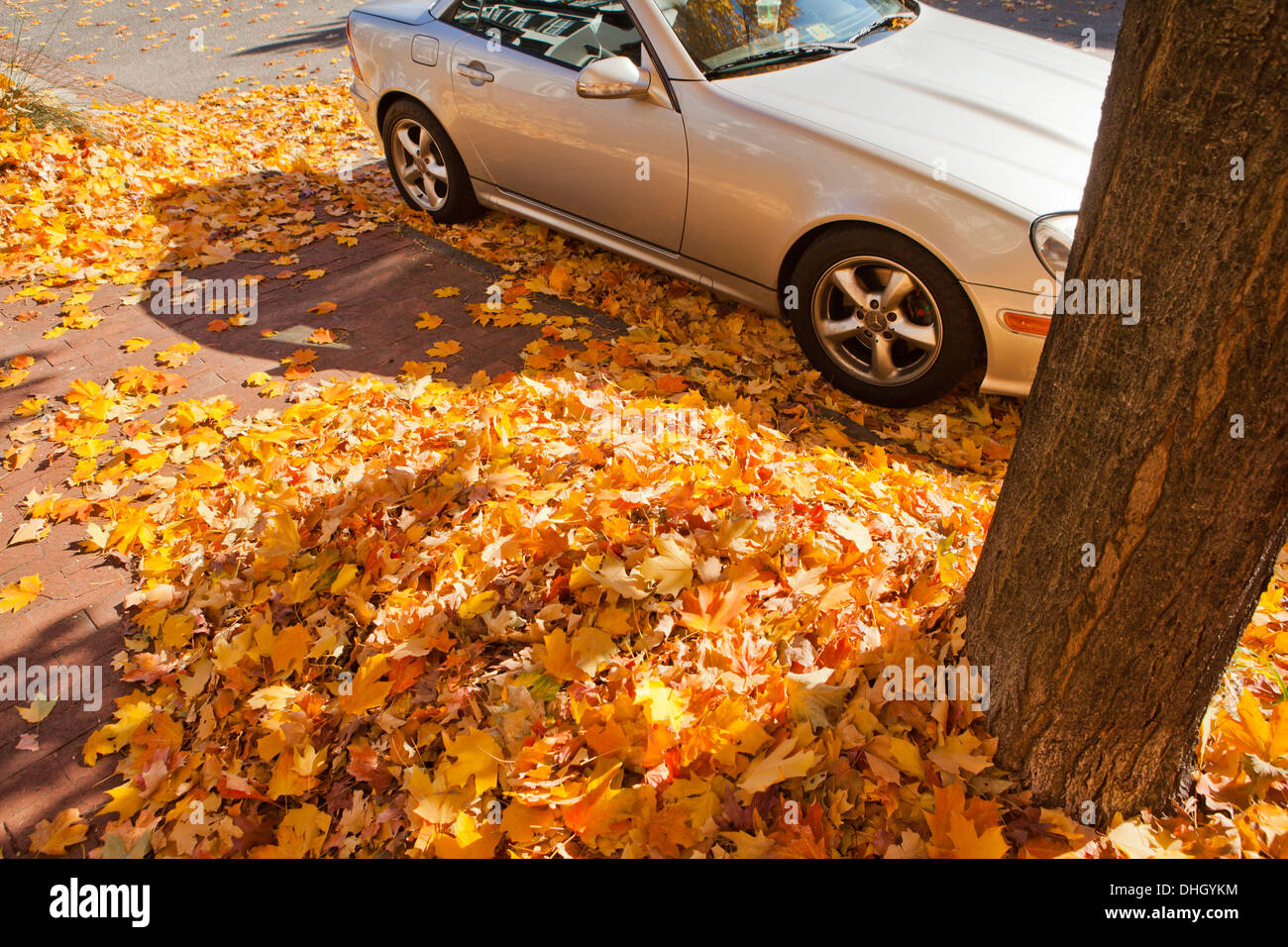 Autumn leaves piled on road next to walkway Stock Photo