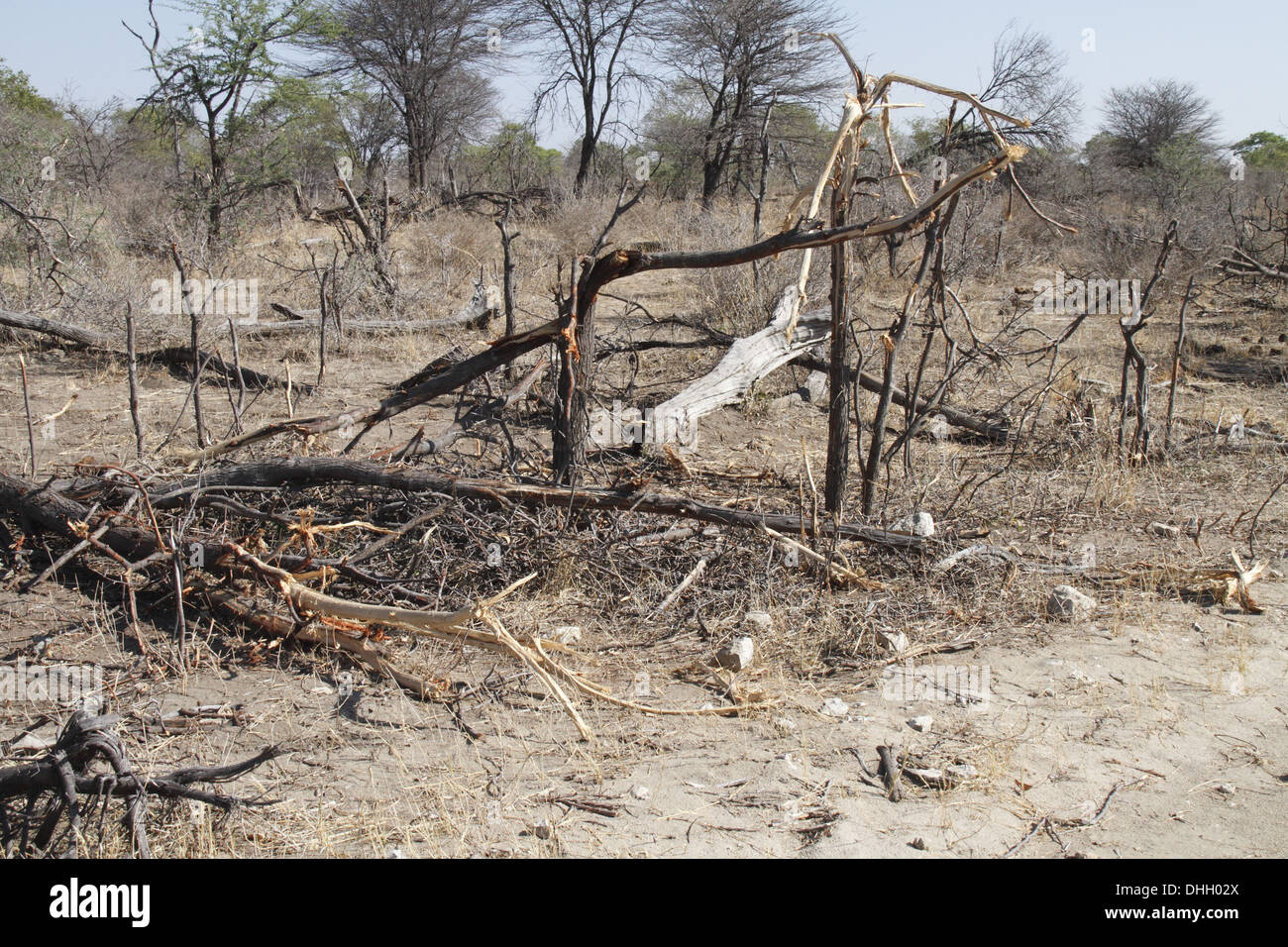 Damage to trees caused by elephants in Africa Stock Photo Alamy