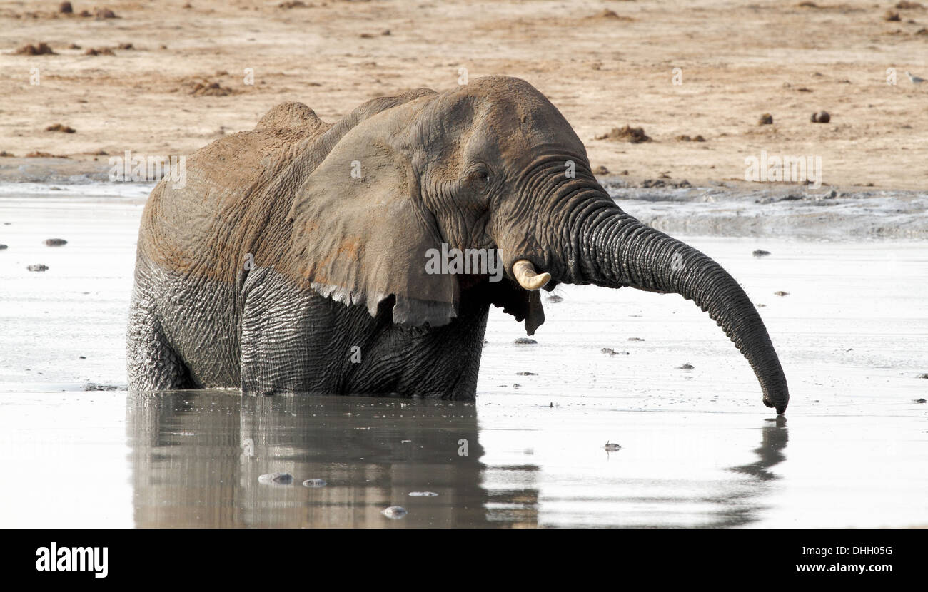 African elephant drinking at waterhole Stock Photo