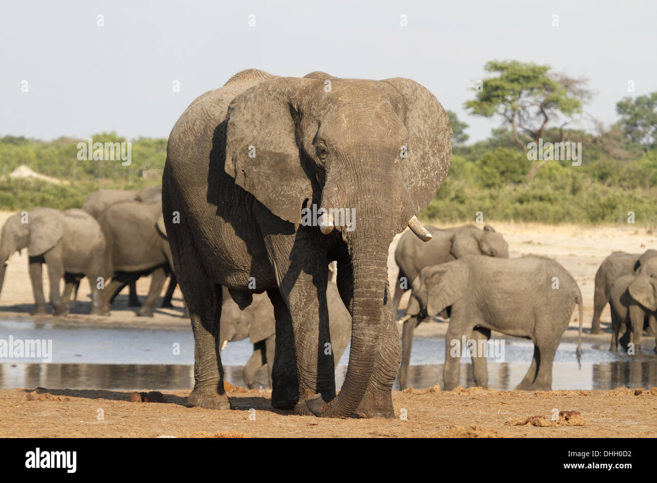 African elephants, single adult standing above waterhole with herd in background Stock Photo