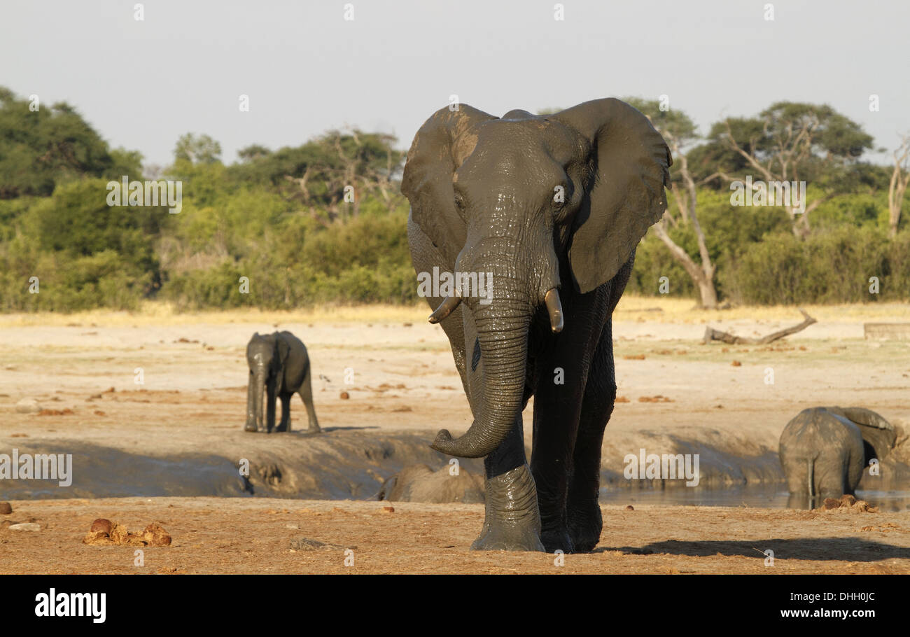 African elephants, single adult walking away from a waterhole Stock Photo