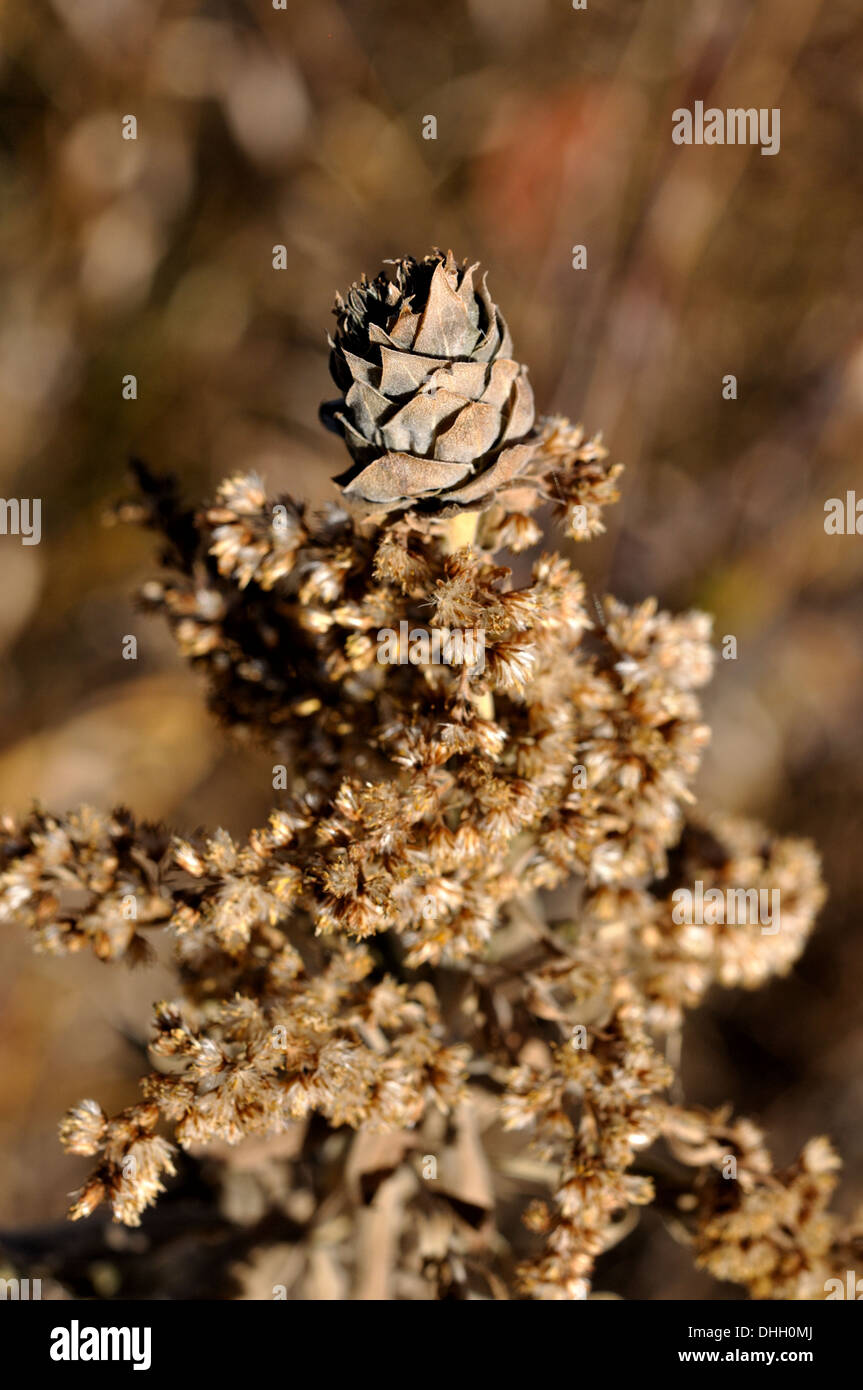 Dry prairie flower. Stock Photo