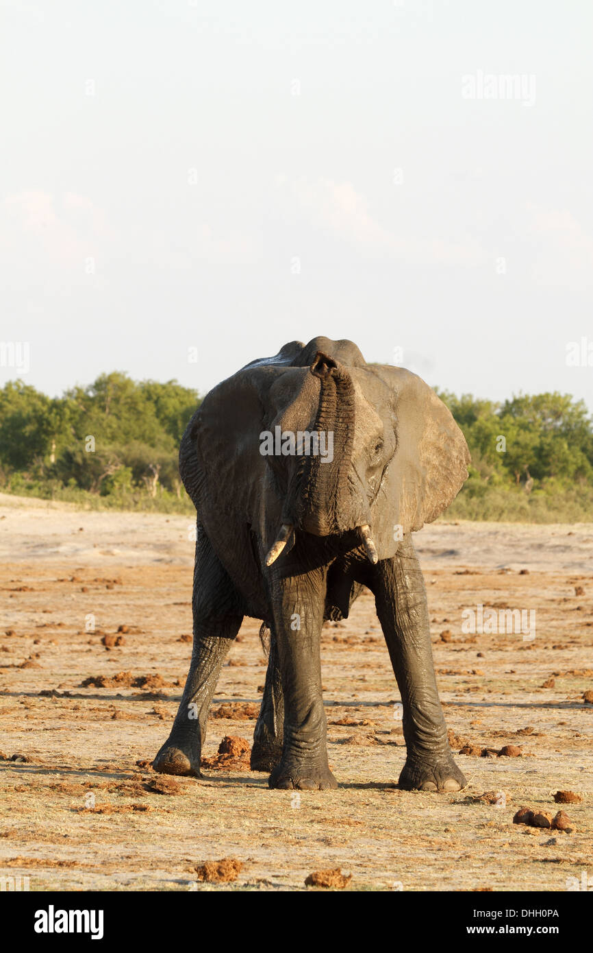 African elephant trunk raised Stock Photo