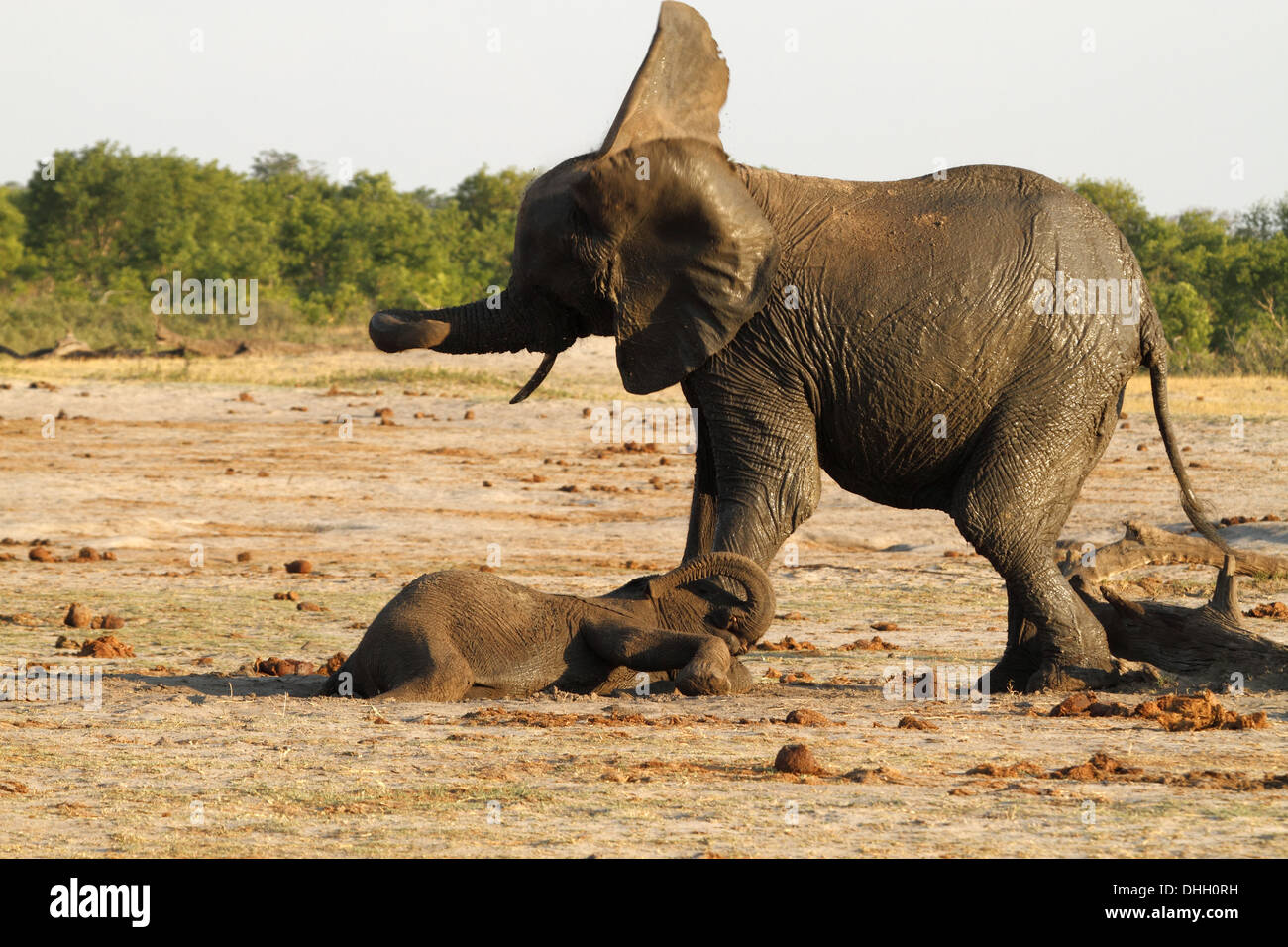 African elephants, mother shaking head, infant laying on fround Stock