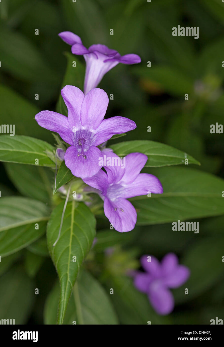 Close up of beautiful purple flowers and green hairy leaves of Barleria cristata growing in a sub-tropical garden Stock Photo