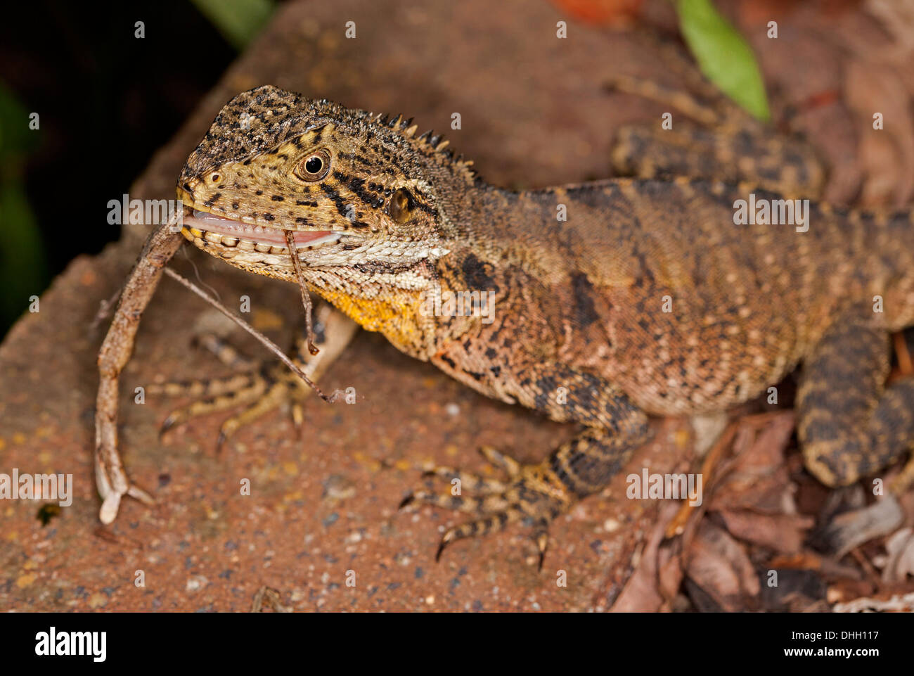 lizard eating insect