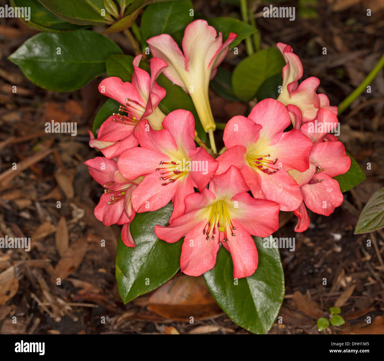Cluster of large bright deep pink flowers and dark green foliage of tropical Rhododendron vireya cultivar  'Strawberry Parfait' Stock Photo