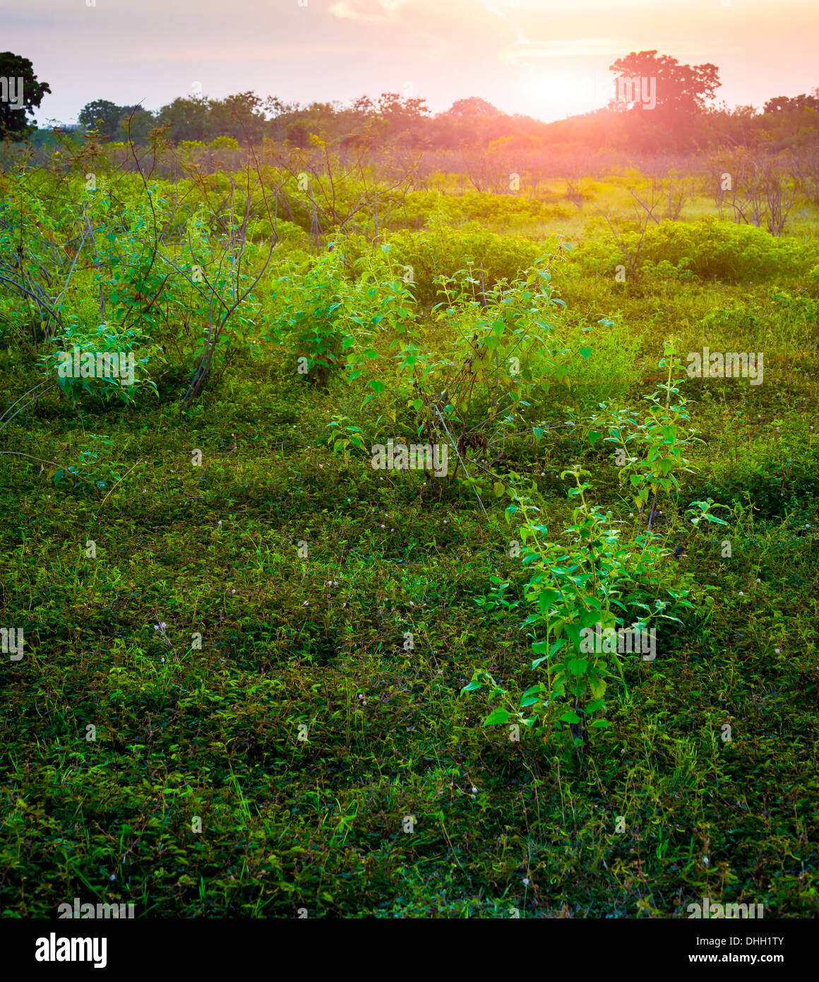 Backlight foliage field grass hi-res stock photography and images - Alamy