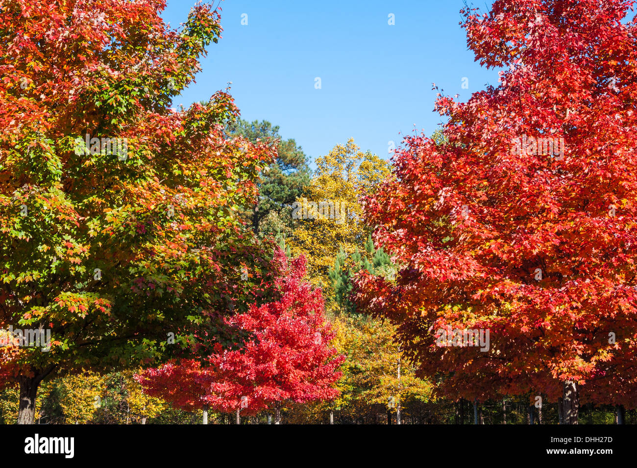 Vibrant Autumn colors of Fall foliage near Atlanta, Georgia. (USA) Stock Photo