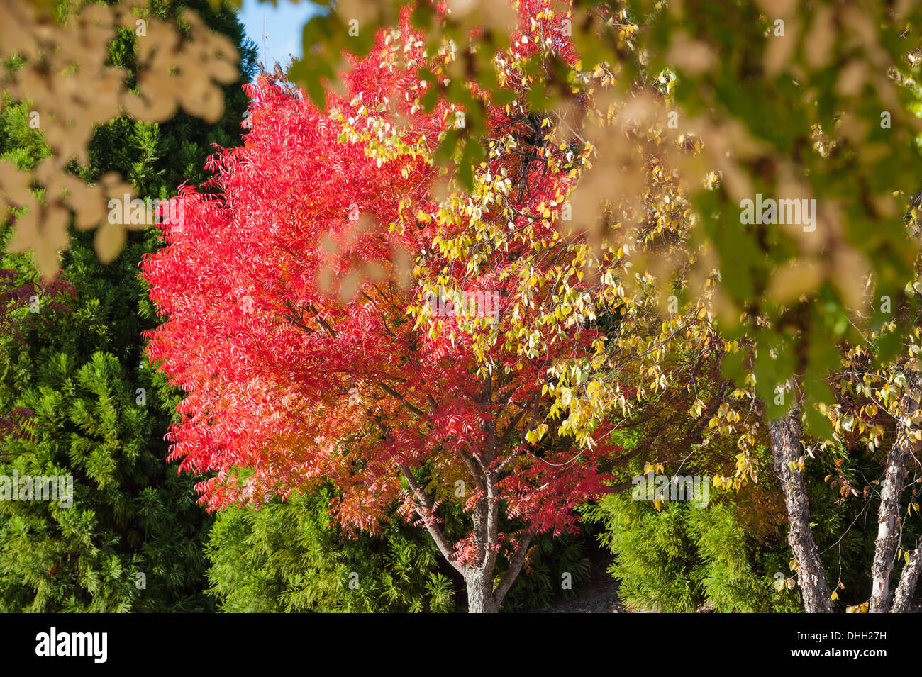Beautiful Autumn colors of Fall foliage near Atlanta, Georgia. (USA) Stock Photo