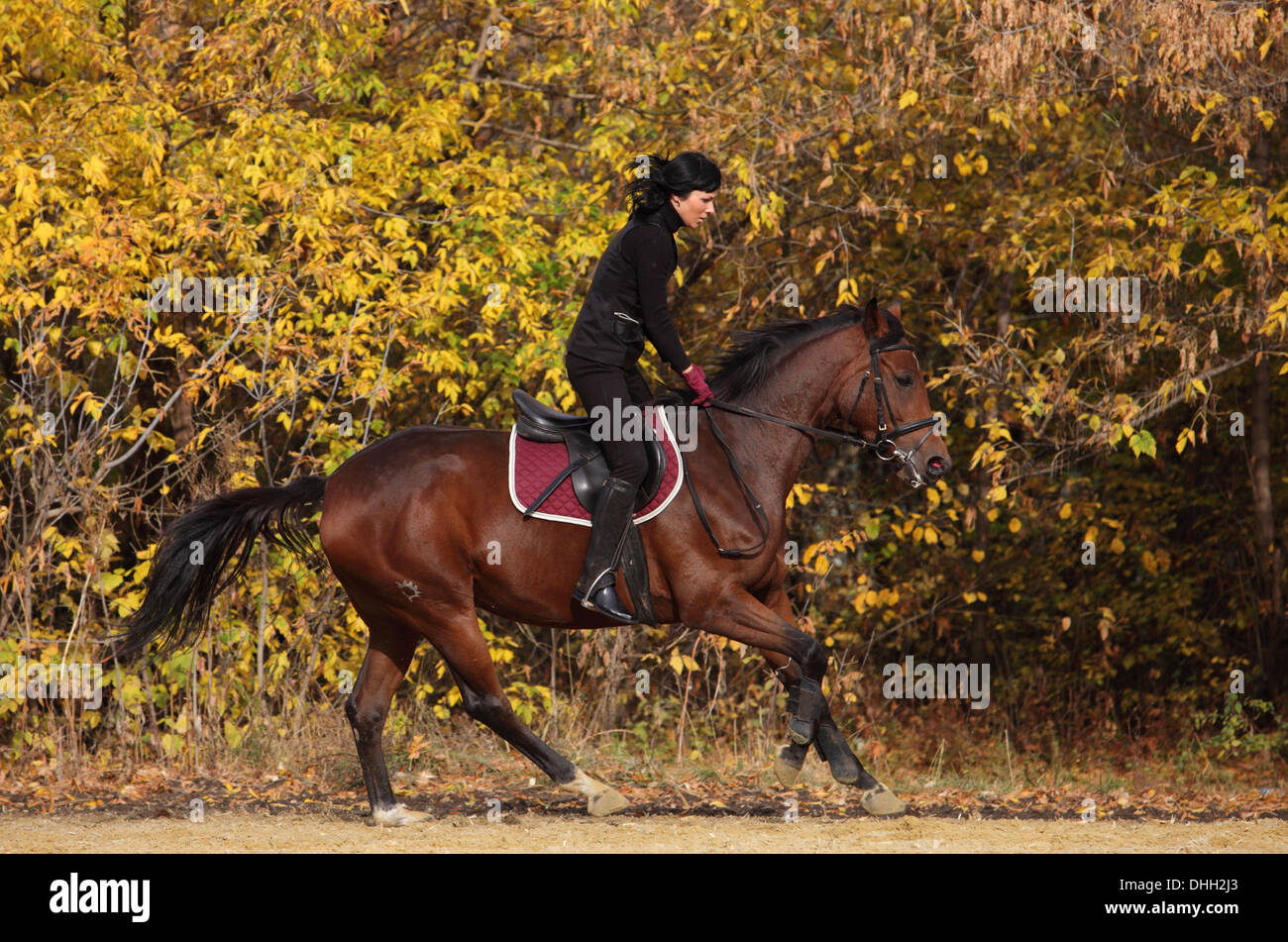 Young woman riding a horse through autumn woodland Stock Photo