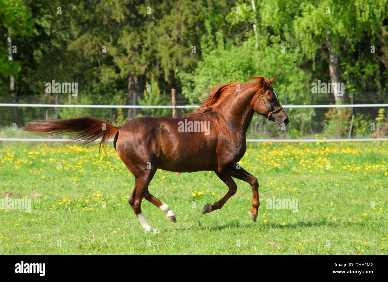 Arabian Horse Chestnut stallion galloping a meadow Stock Photo