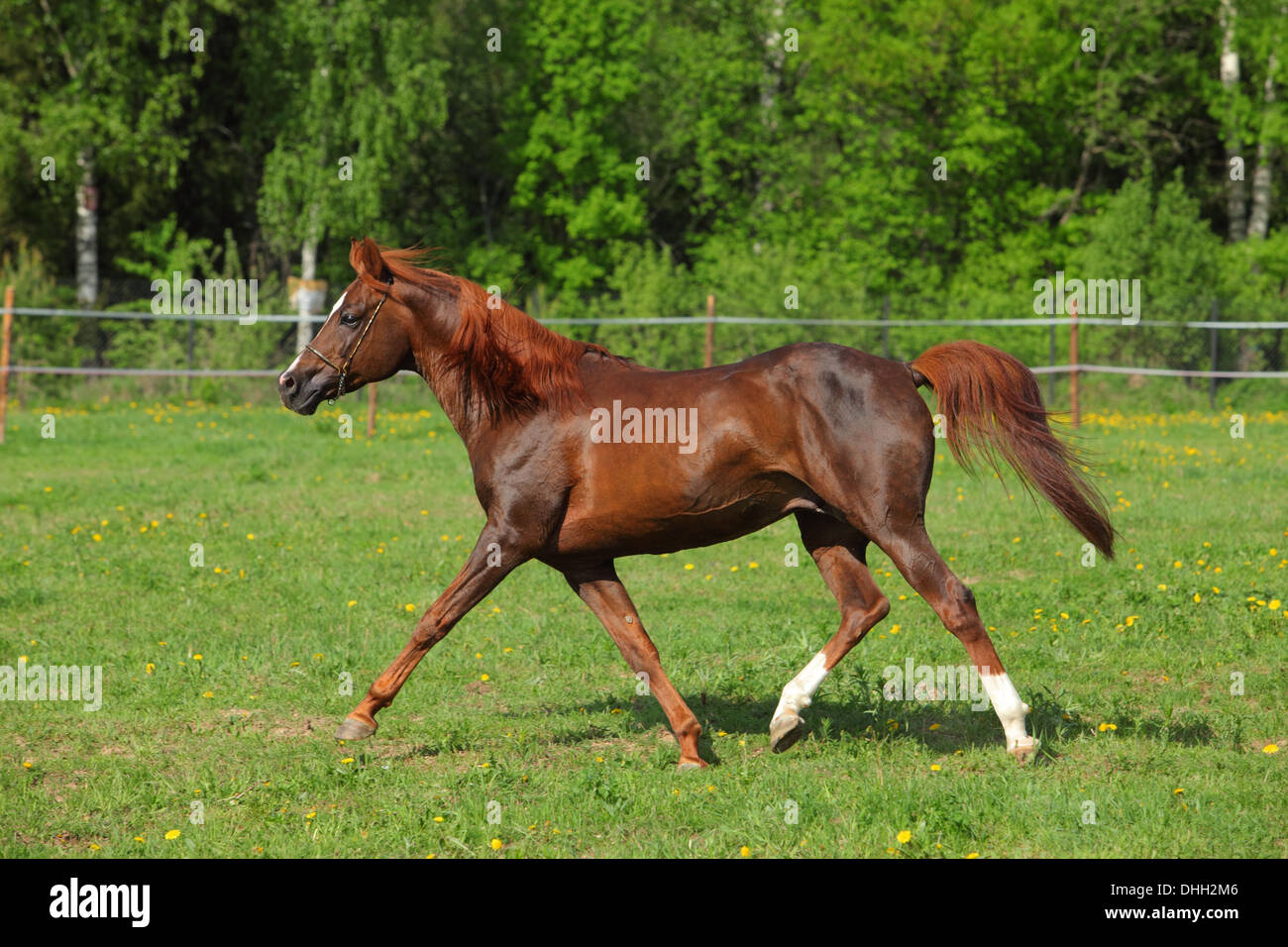 Arabian Horse Chestnut stallion running a  meadow Stock Photo