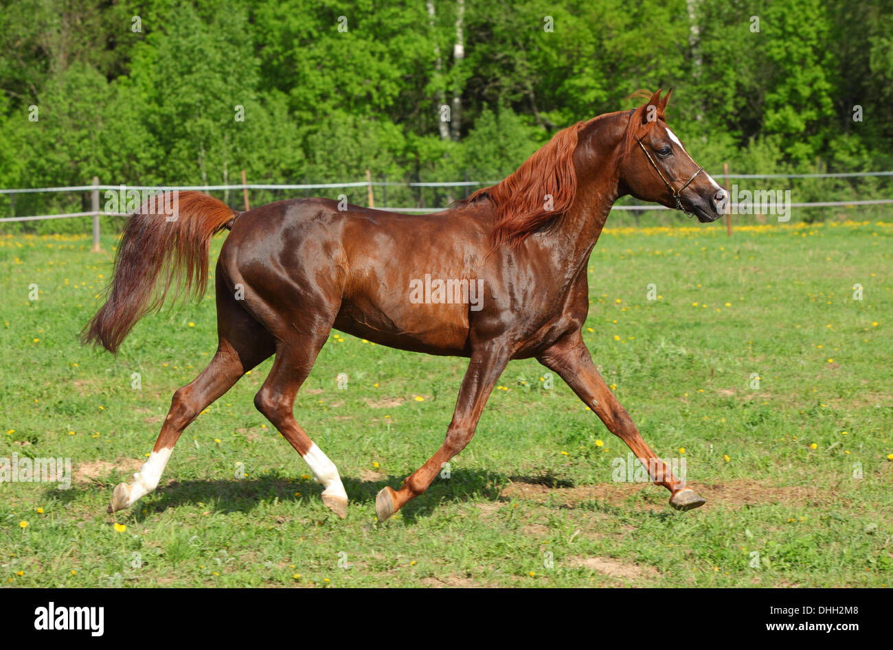 Arabian Horse Chestnut stallion trotting a meadow Stock Photo
