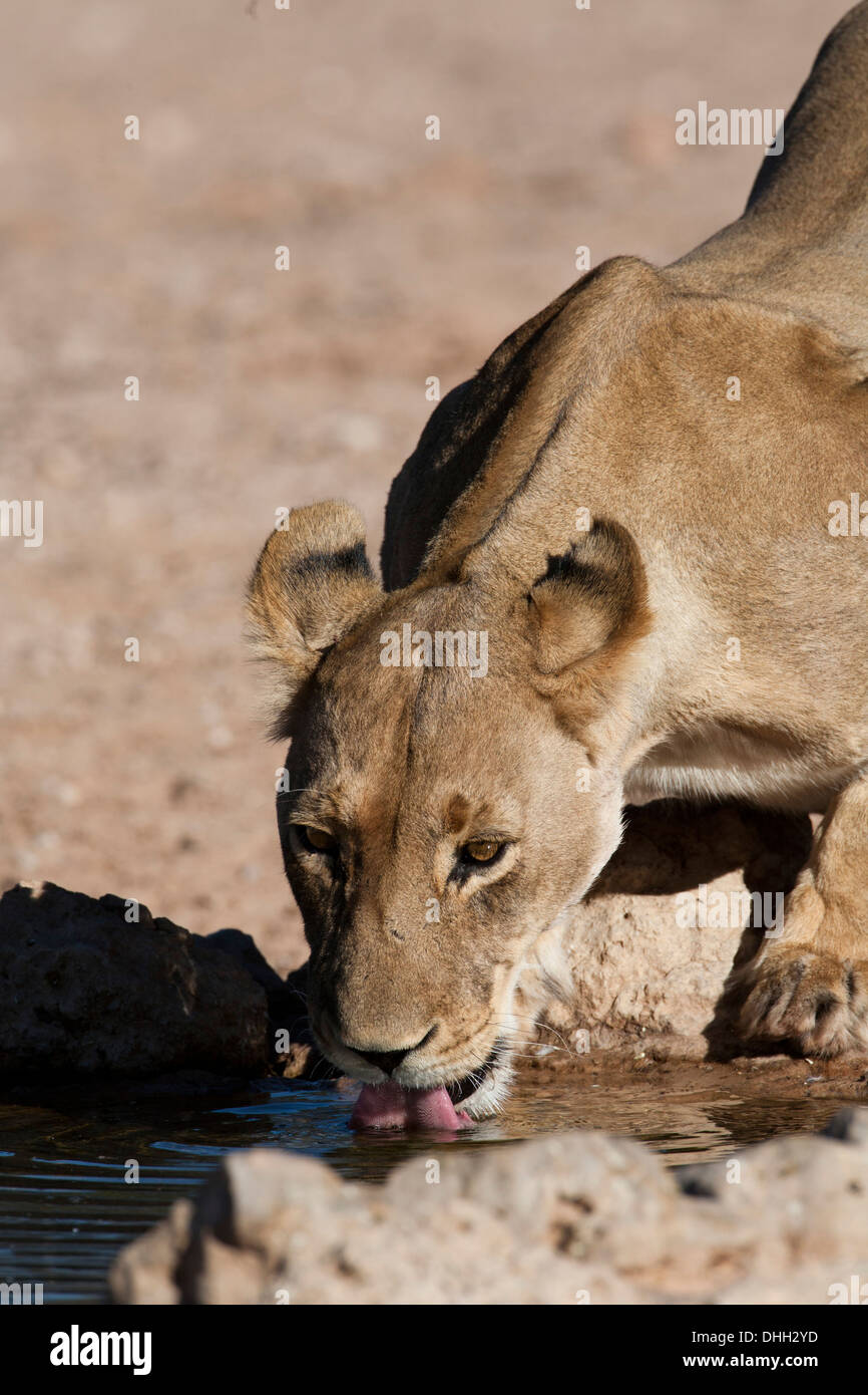 African Lioness drinking from a water hole in the Kalahari desert Stock Photo