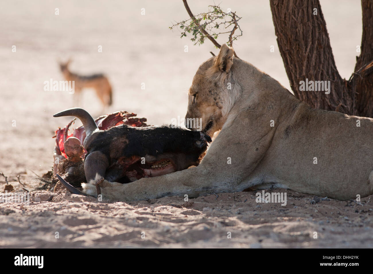 African Lioness with carcass in the Kalahari desert Stock Photo