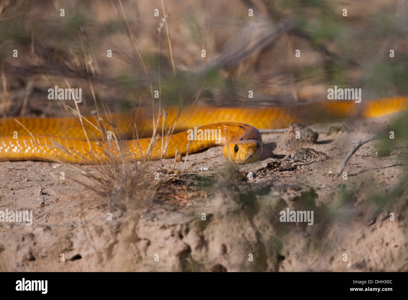 Cape Cobra (naja nivea) South Africa Stock Photo