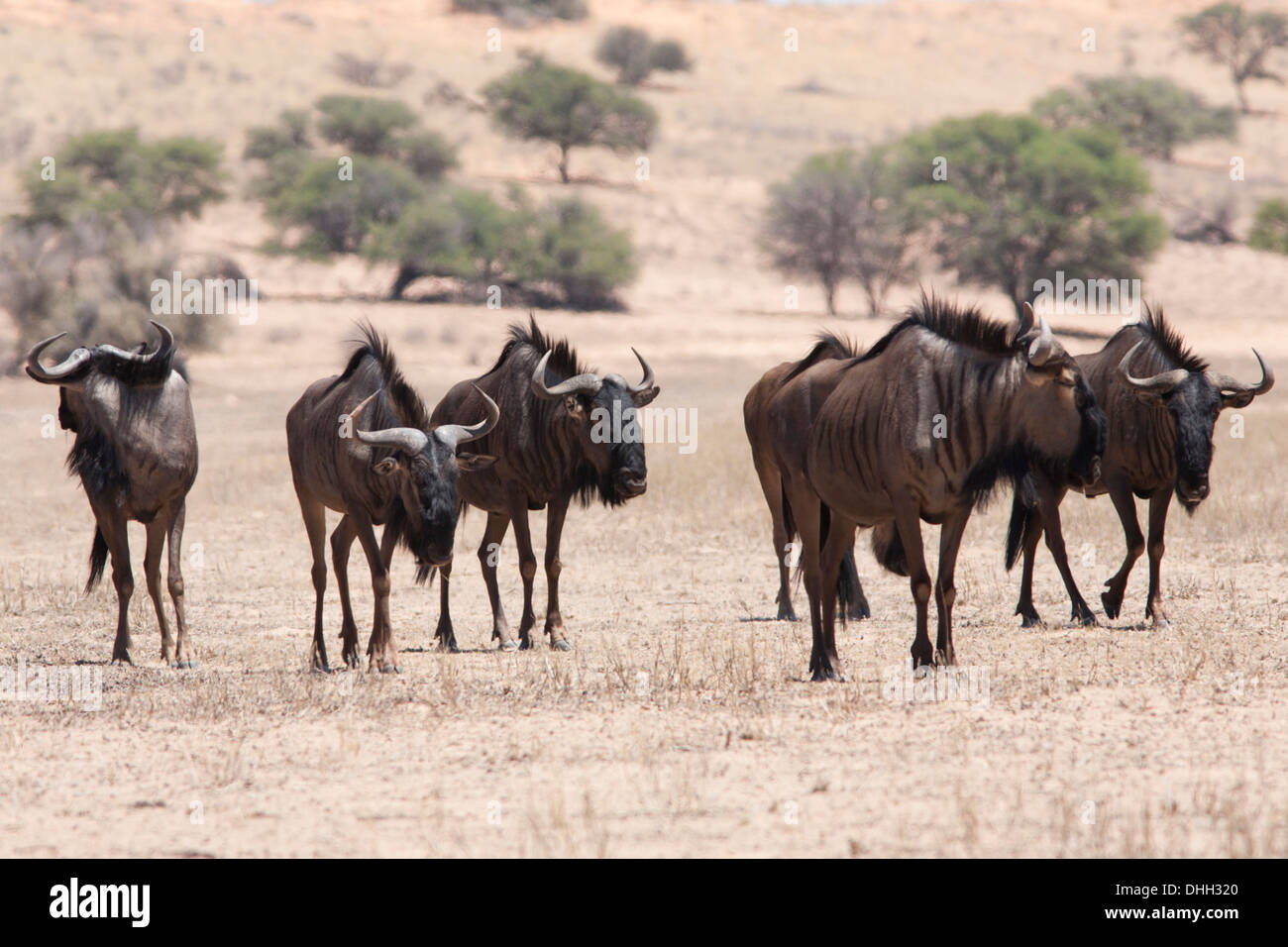 Blue Wildebeest (connochaetes taurinus) herd walking in the Kalahari desert, South Africa Stock Photo
