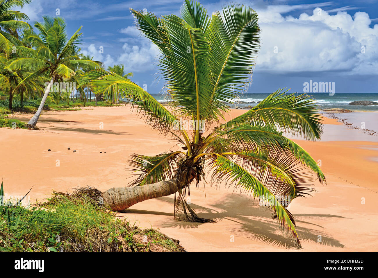 Brazil, Bahia: Fallen palm tree at paradise beach Busca Vida in Camaçarí Stock Photo