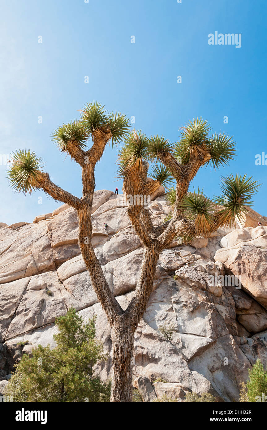 California, Joshua Tree National Park, Hidden Valley Trail, Joshua Tree, Yucca brevifolia, rock climbers Stock Photo