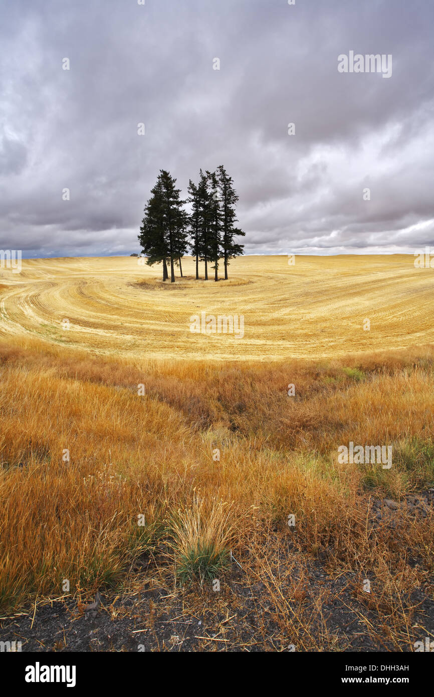 Some trees in fields after harvest Stock Photo - Alamy