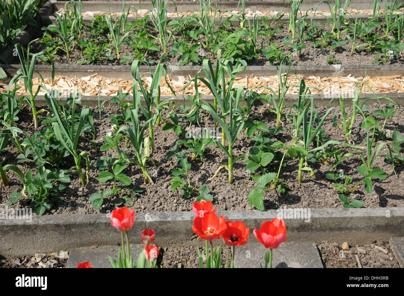 Garlic and Strawberries Stock Photo Alamy