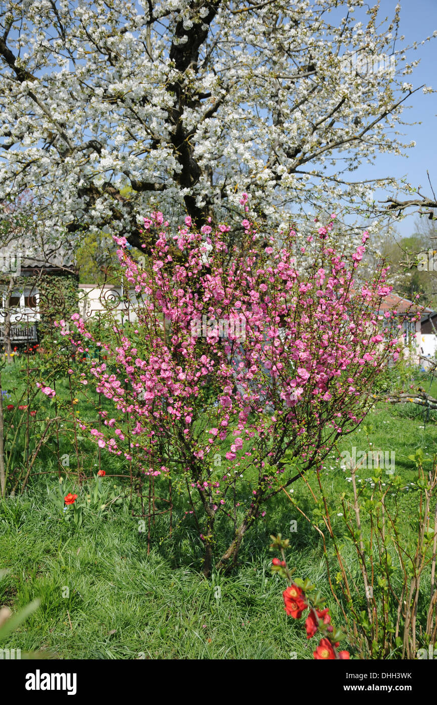 Flowering almond Stock Photo - Alamy