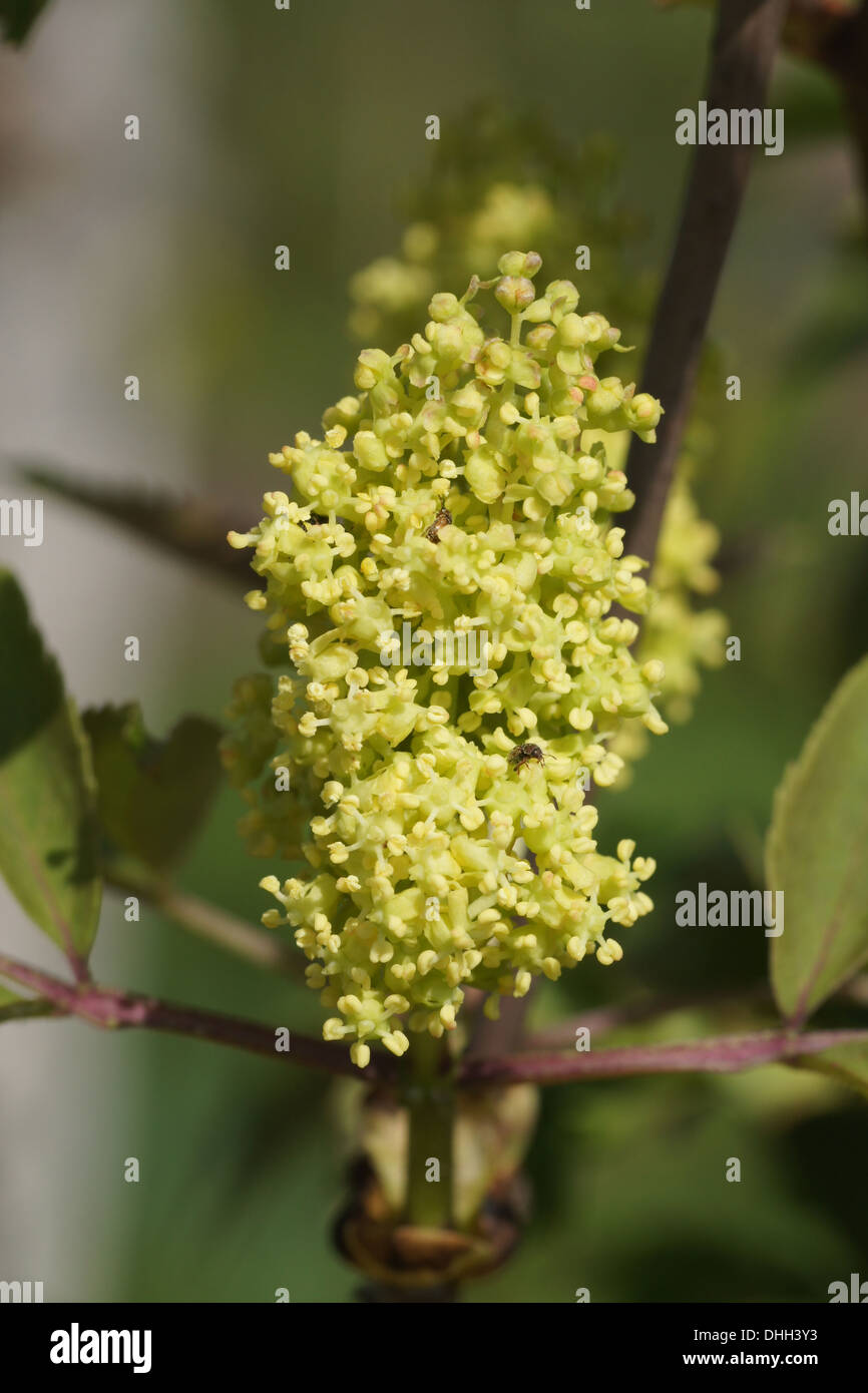 Red elderberry Stock Photo Alamy