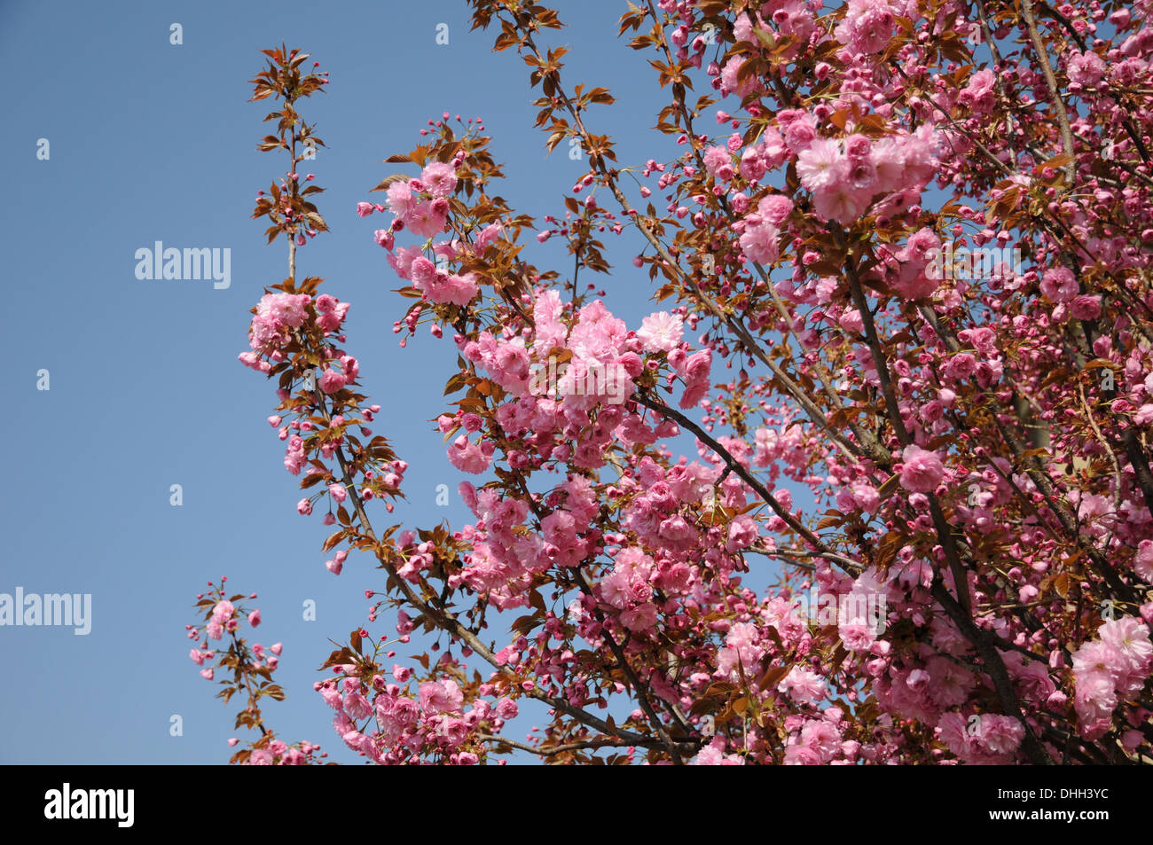 Flowering cherry Stock Photo