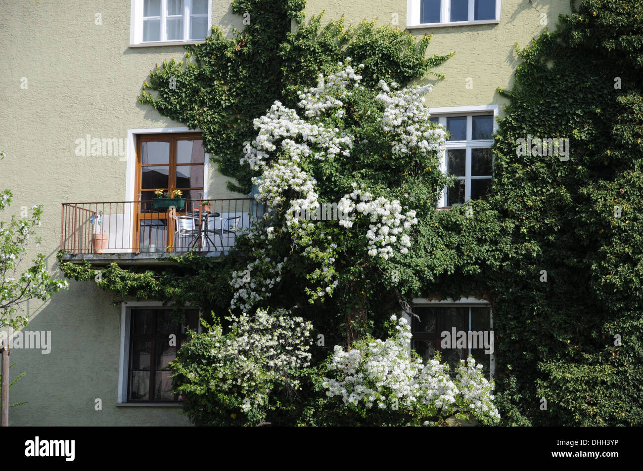Ivy and Pear tree Stock Photo