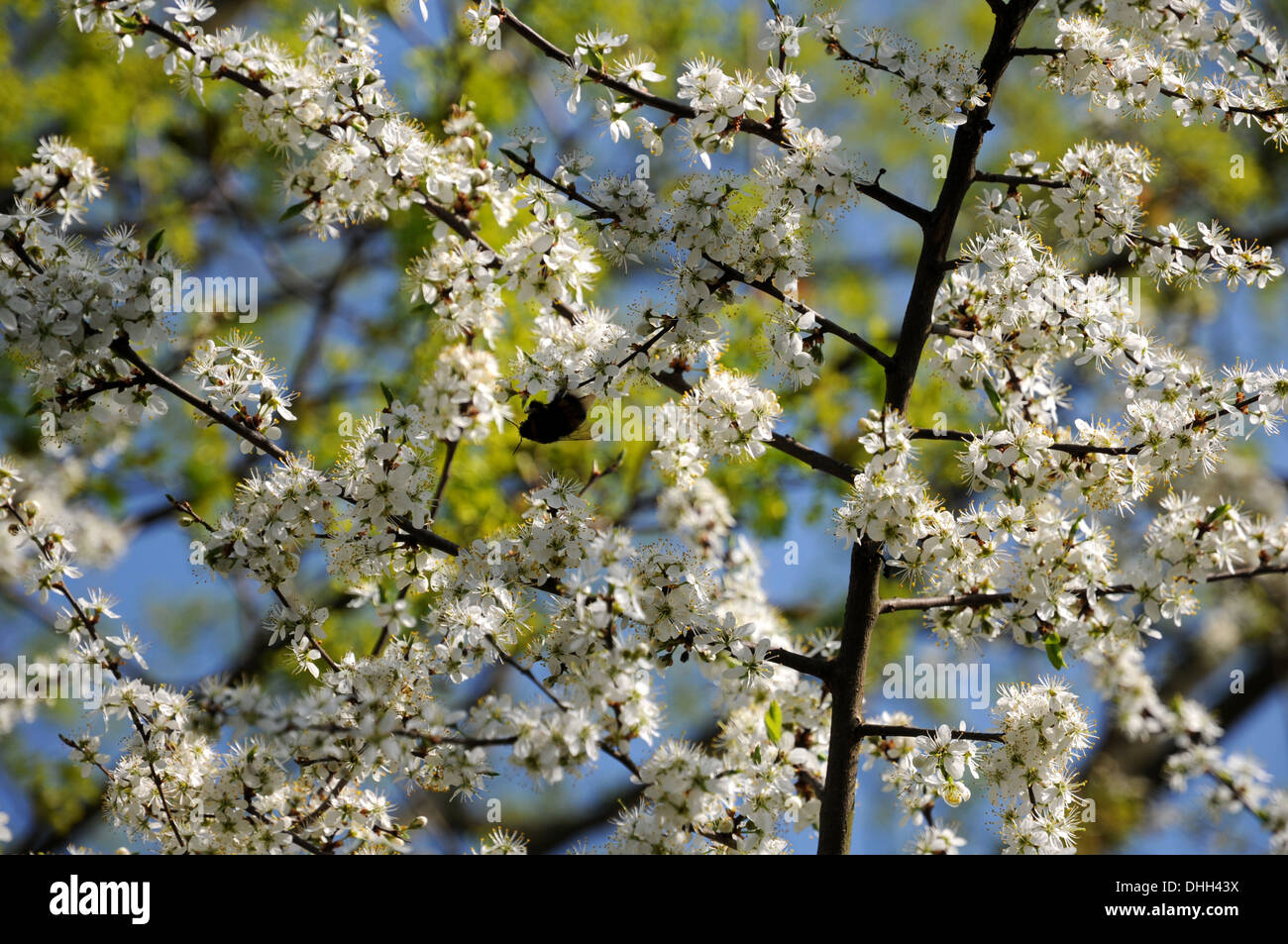 Blackthorn flower bee hi-res stock photography and images - Alamy
