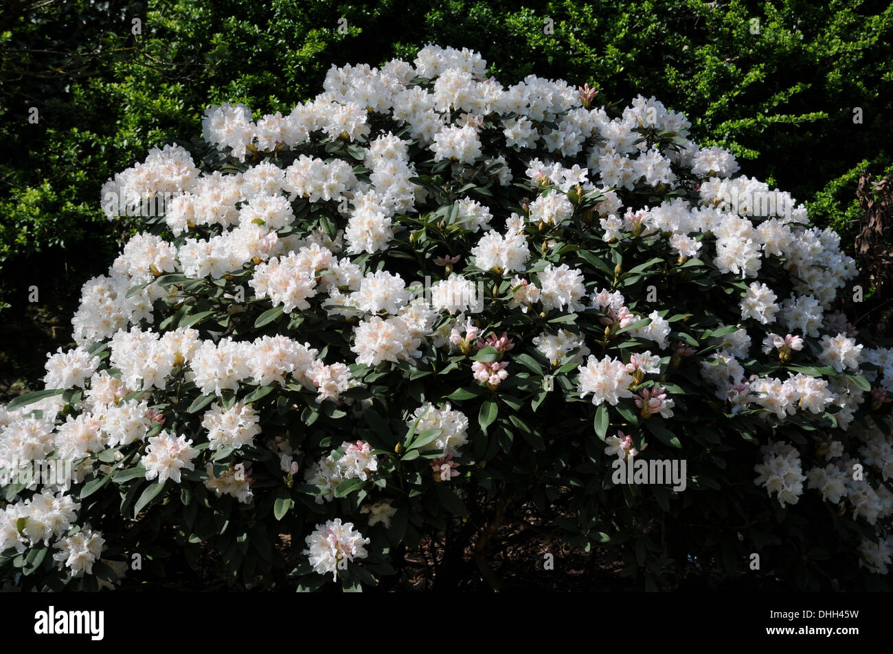 Rhododendron catawbiense hi-res stock photography and images - Alamy