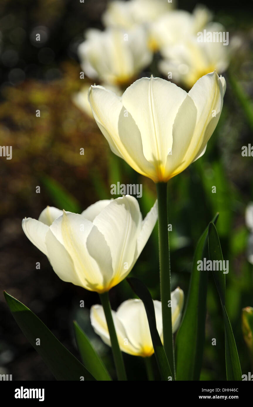 Lily-flowering tulip Stock Photo