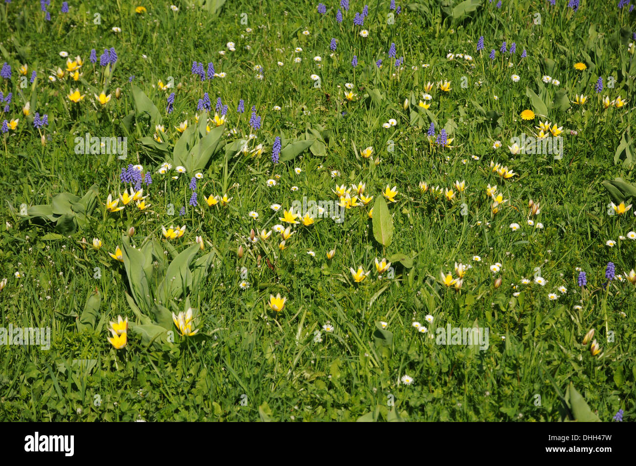Late tulips Stock Photo