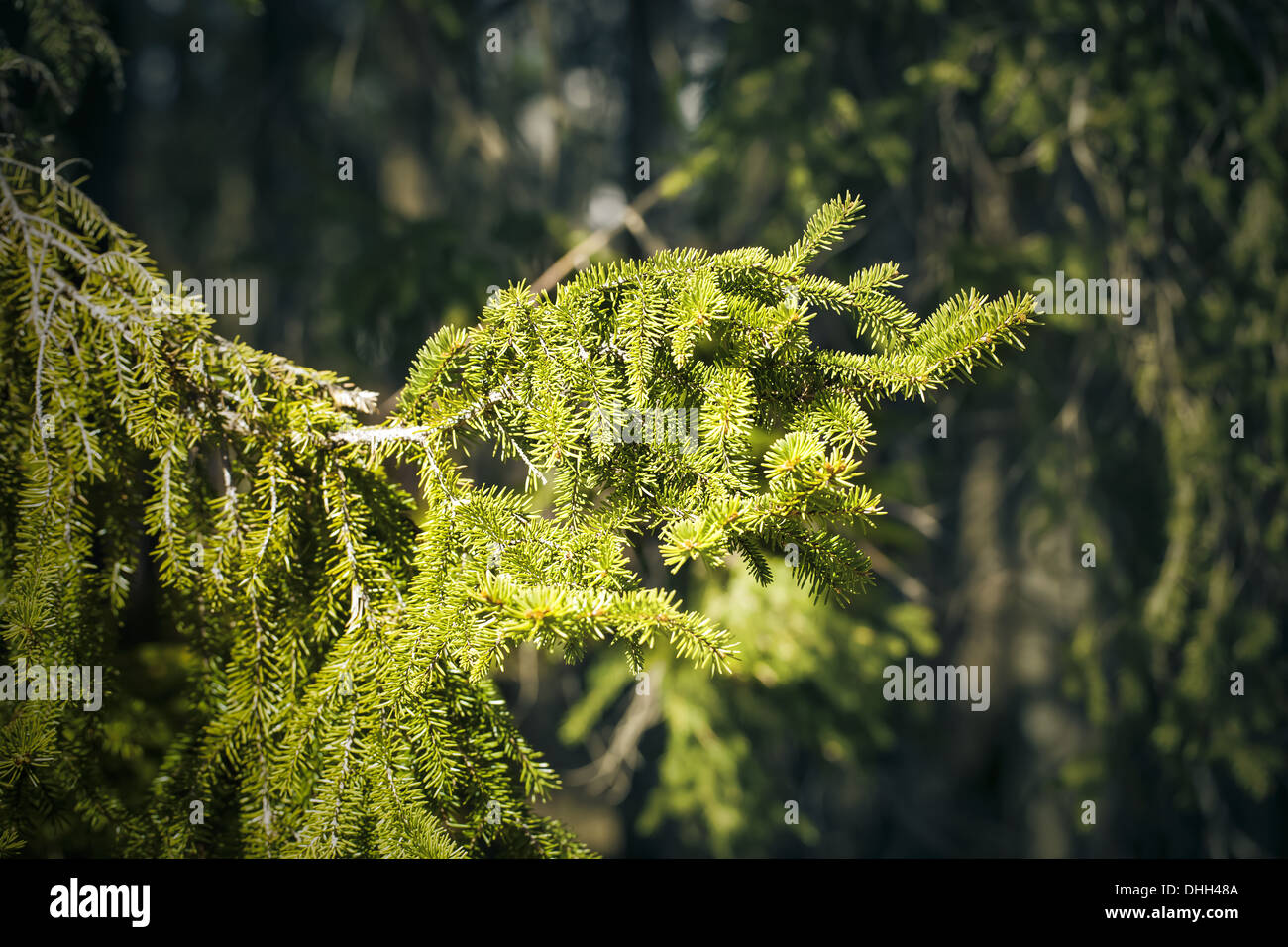 Sunlit spruce tree branch in the backwoods Stock Photo