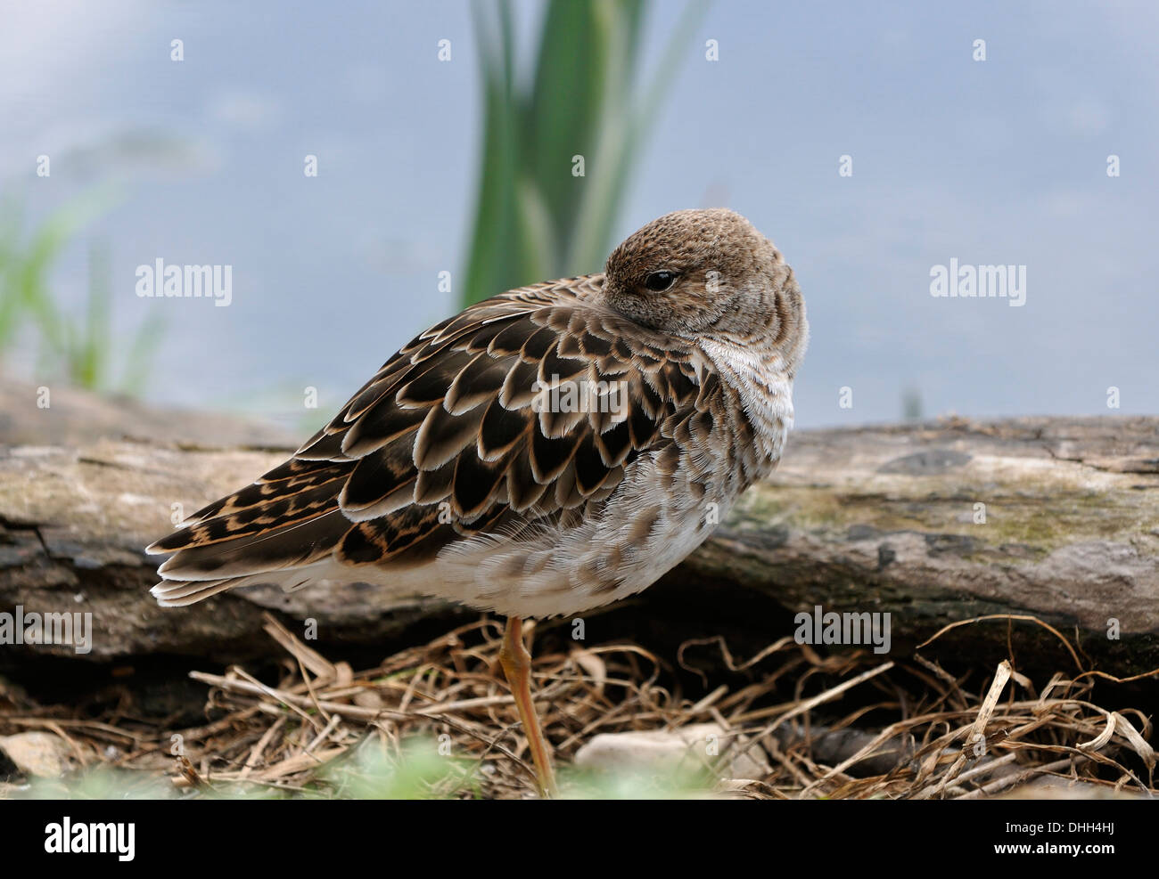 Ruff bird uk hi-res stock photography and images - Alamy