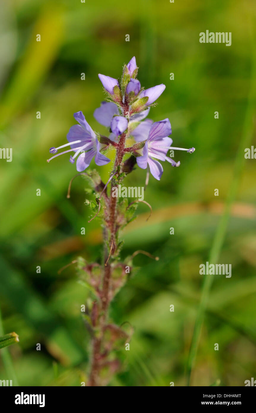 Heath Speedwell Flowers Veronica officinalis Stock Photo Alamy