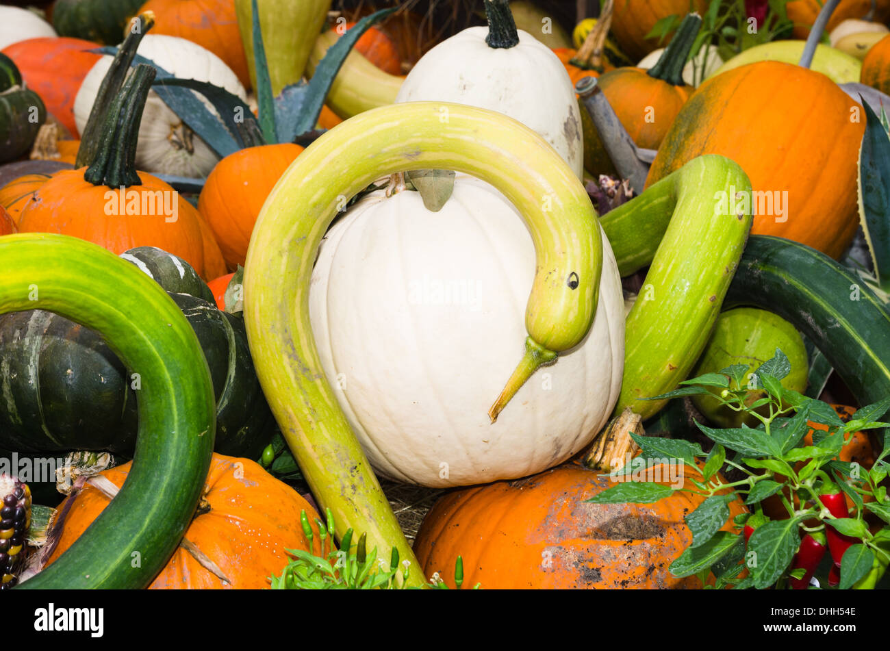 Collection of gourds and Squashes Stock Photo Alamy