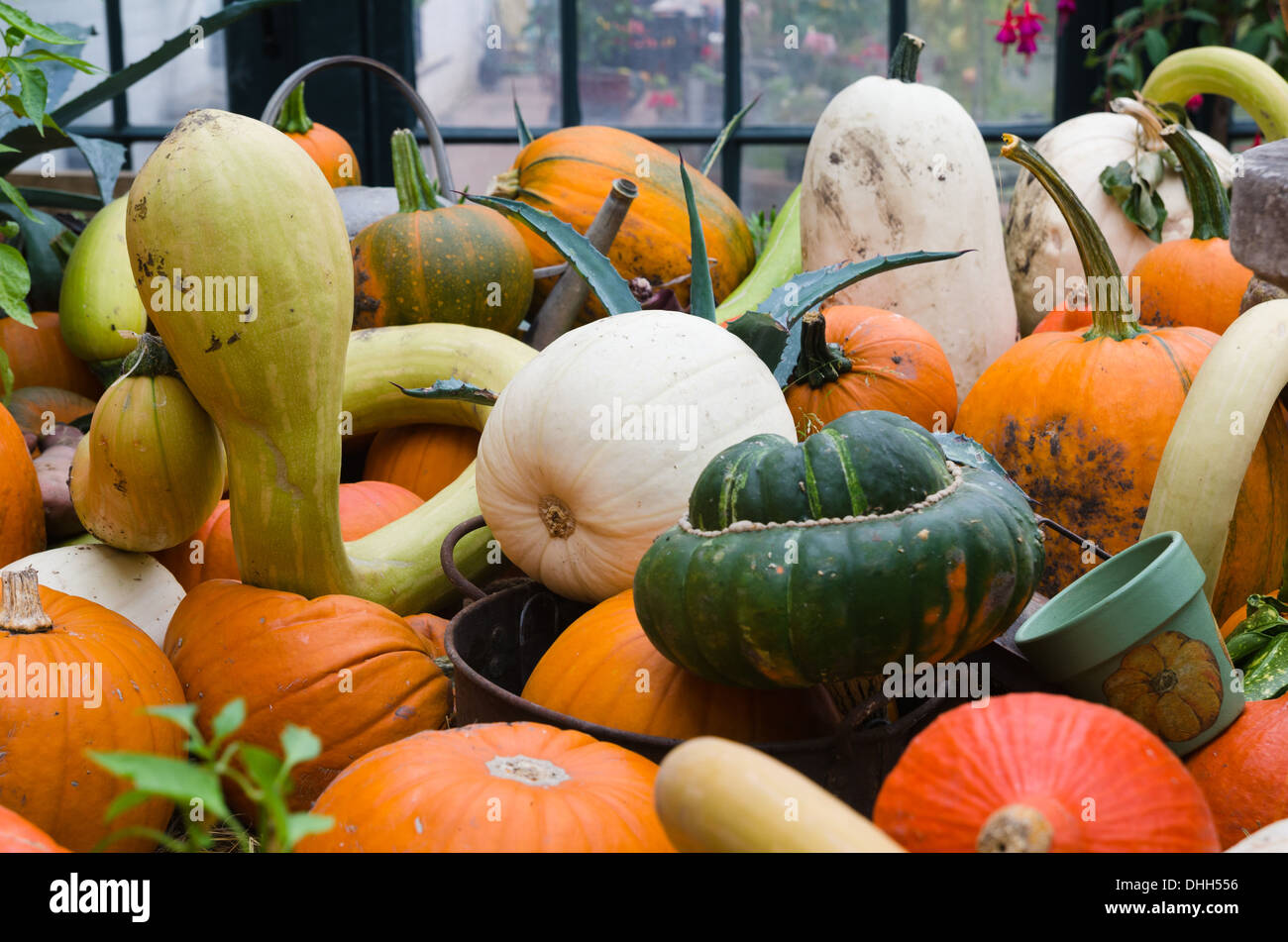 Collection of gourds and Squashes Stock Photo Alamy