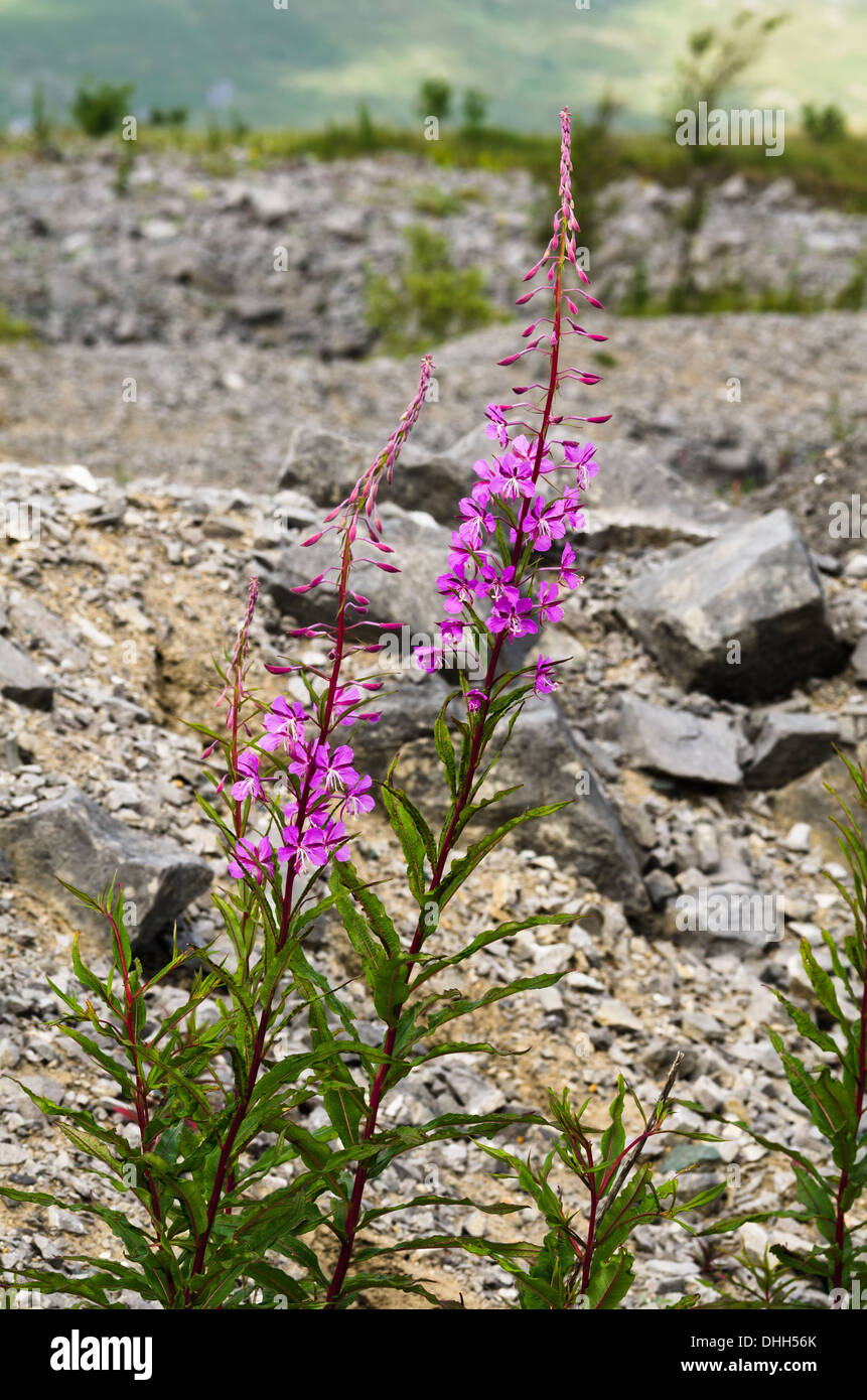 Willow herb growing in an old quarry Stock Photo