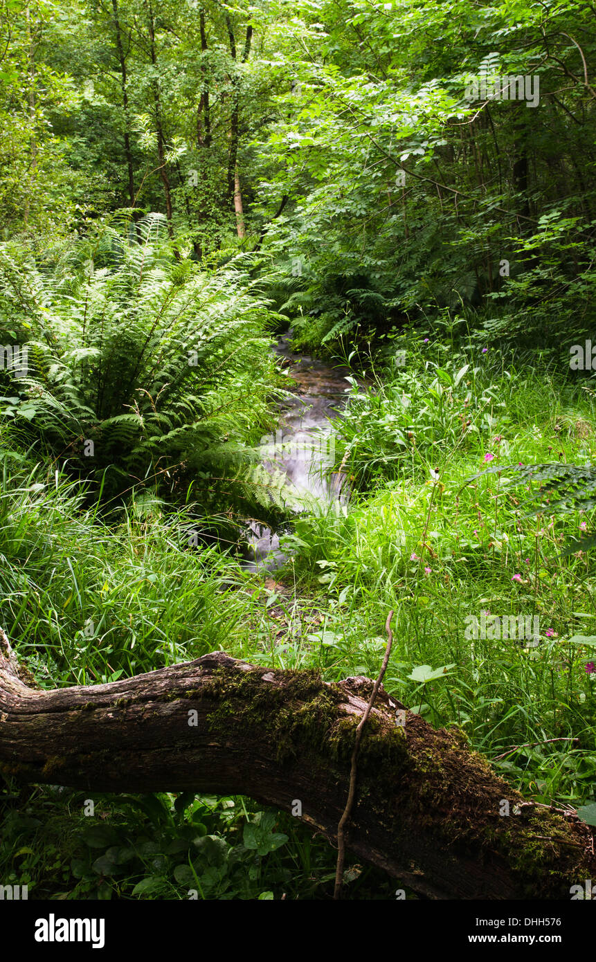 Woodland scene with ferns hi-res stock photography and images - Alamy